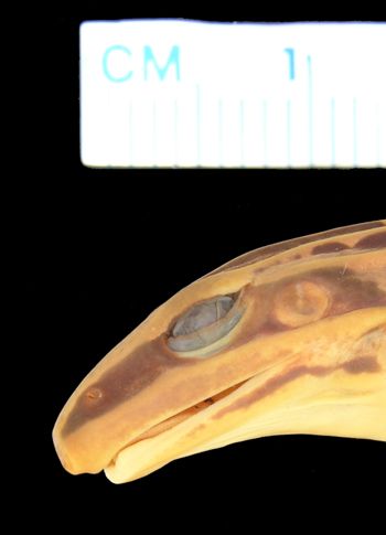 Media type: image; Herpetology A-66709